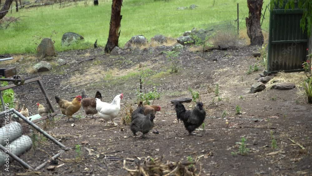 Wild farm chickens with healthy vibrant colours in backyard Wild farm chickens with healthy vibrant colours in backyard
