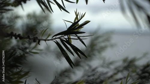 Small tree leaves blowing in wind moody shot photo