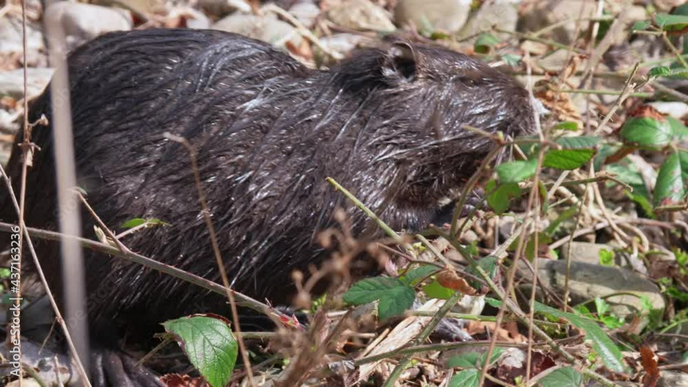 Macro shot of black wet Nutria Creature searching food in nature during sunny day