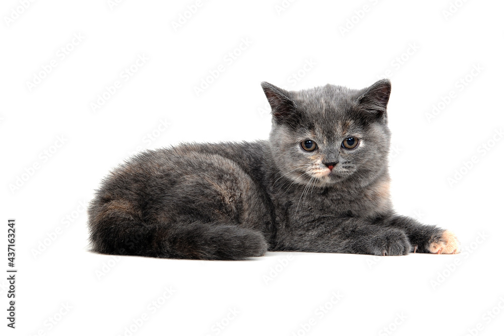 A gray purebred kitten lies on a white isolated background A gray purebred kitten lies on a white isolated background