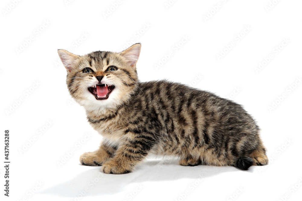 a grey spotted purebred kitten sits on a white isolated background