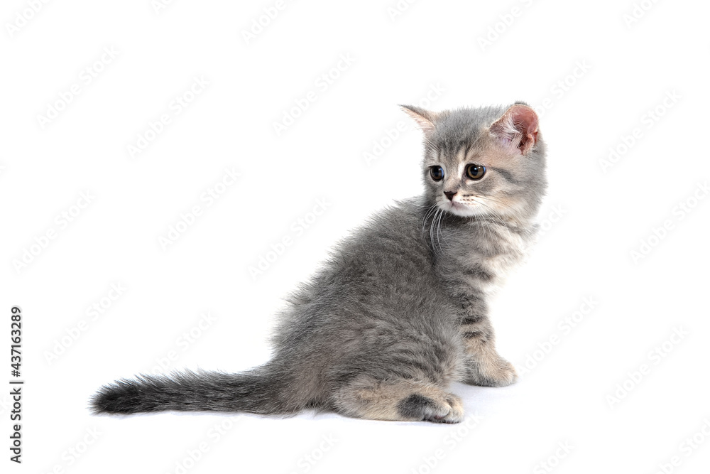 Obraz premium A gray purebred kitten sits on a white isolated background