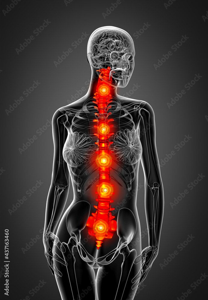 3d render medical illustration of the human spine 3d render medical illustration of the human spine