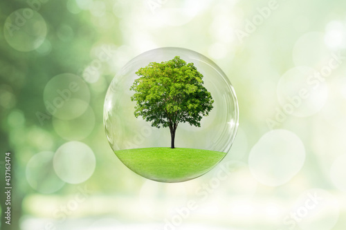 Ecology and Environmental Concept : Green tree growth thru grass meadow field in water bubble with blurry green background.