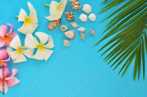 Seashell with plumeria flower and leaves on blue background. Summer concept.