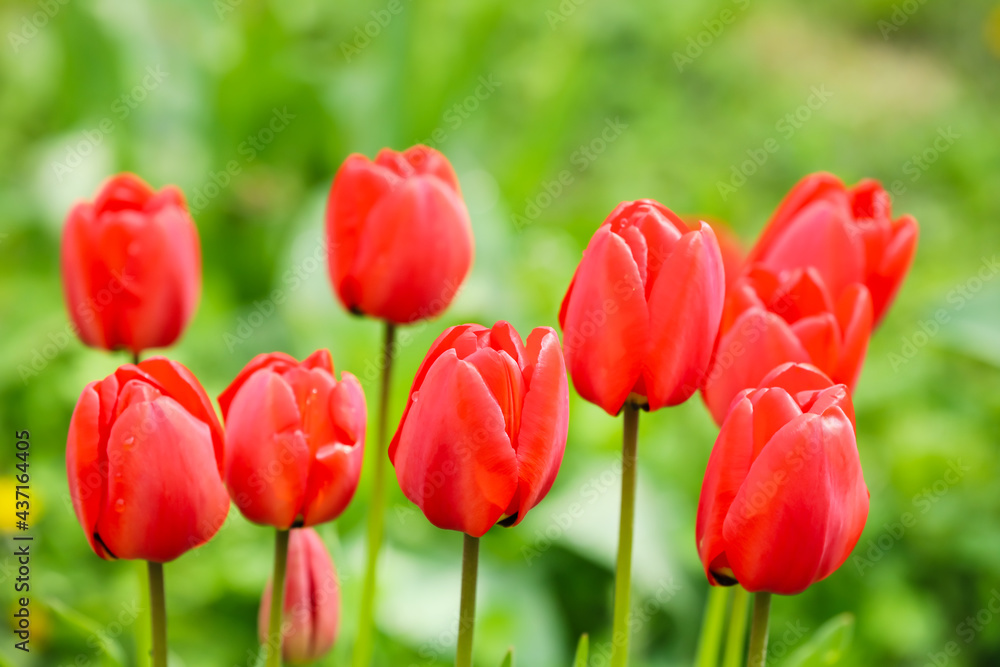 Beautiful tulip flowers in garden outdoors Beautiful tulip flowers in garden outdoors