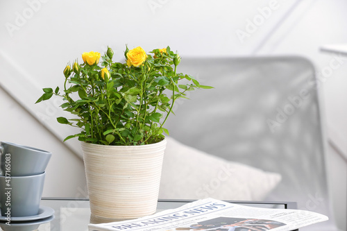 Beautiful yellow roses in p...