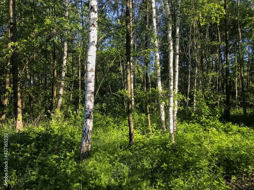 Forest landscape. Green Forest. Birch  oak and other trees.