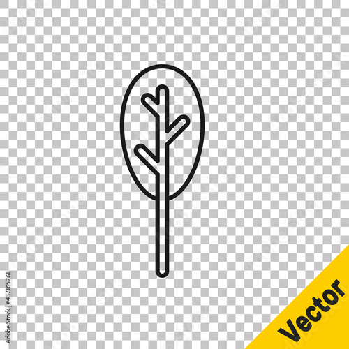 Black line Spinach icon isolated on transparent background. Vector