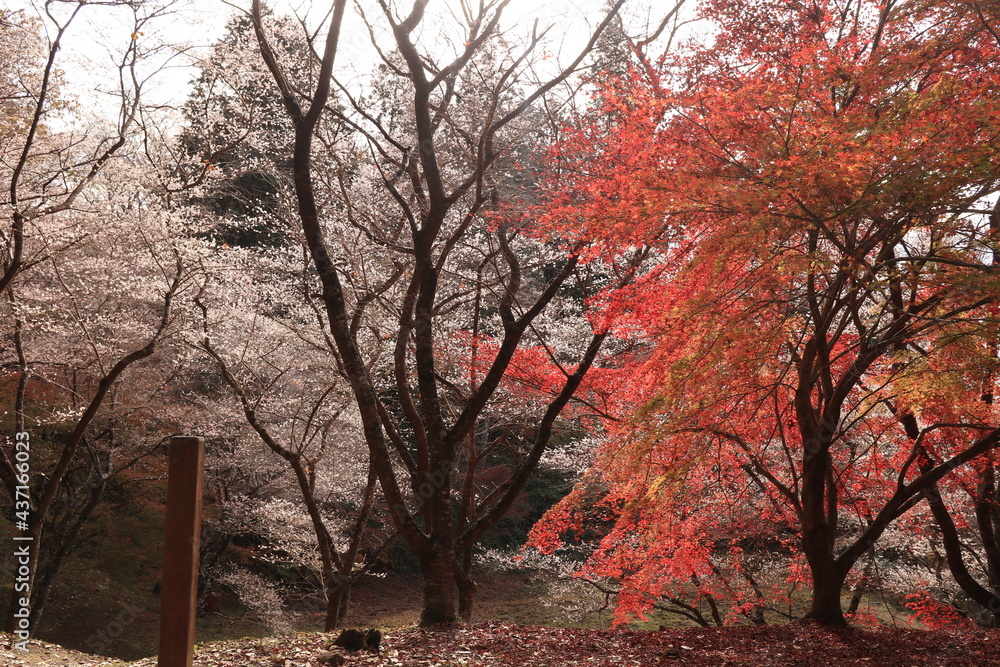 Naklejka premium 四季桜