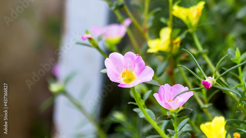 Common Purslane pink  yellow stamens  blurred background.