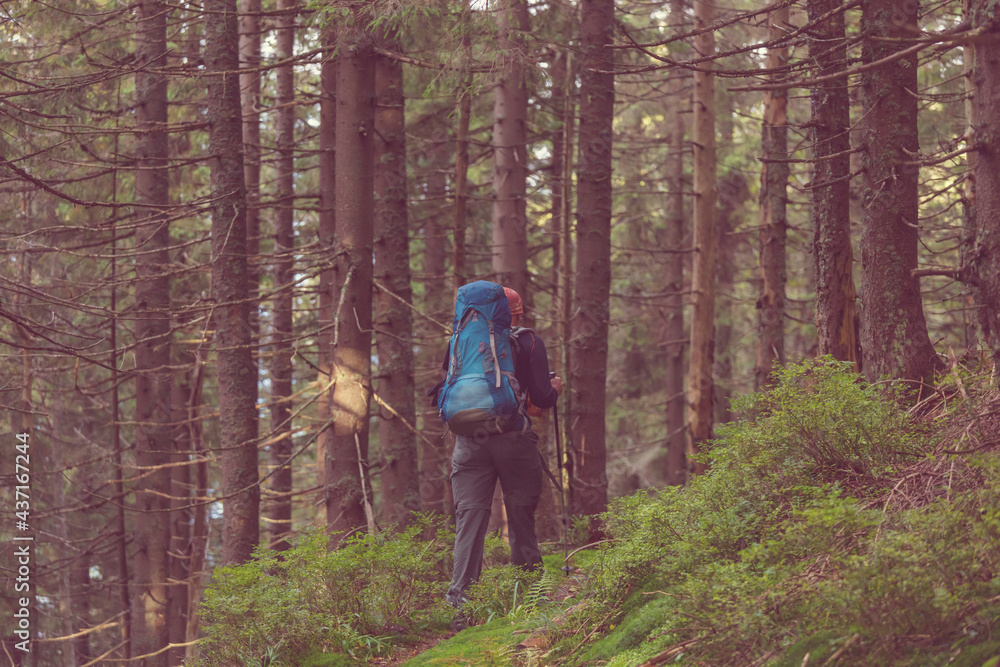 Obraz premium Hike in the forest