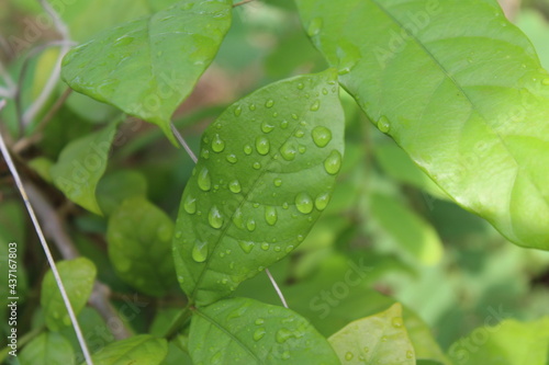 Drops on the leaf