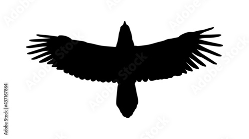 vector black silhouette of crow on the white background, silhouette of crows