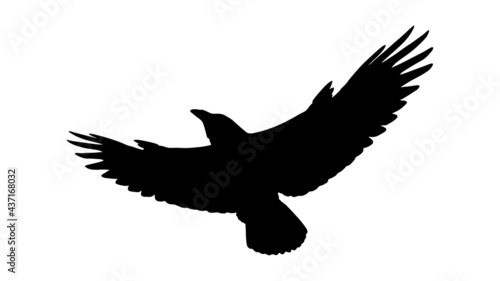 vector black silhouette of crow on the white background, silhouette of crows