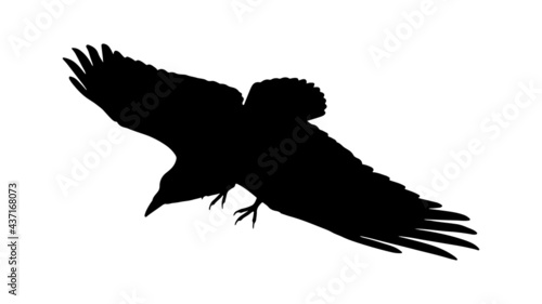vector black silhouette of crow on the white background, silhouette of crows