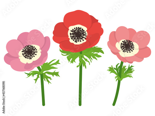 ピンクと赤のアネモネの花