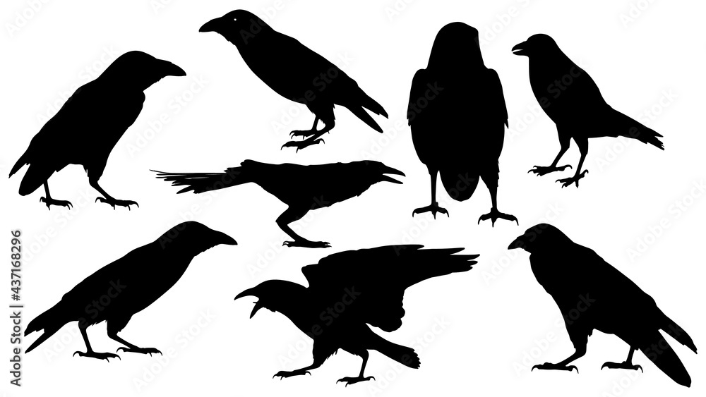 set of vector black silhouette of crow on the white background, silhouette of crows set of vector black silhouette of crow on the white background, silhouette of crows