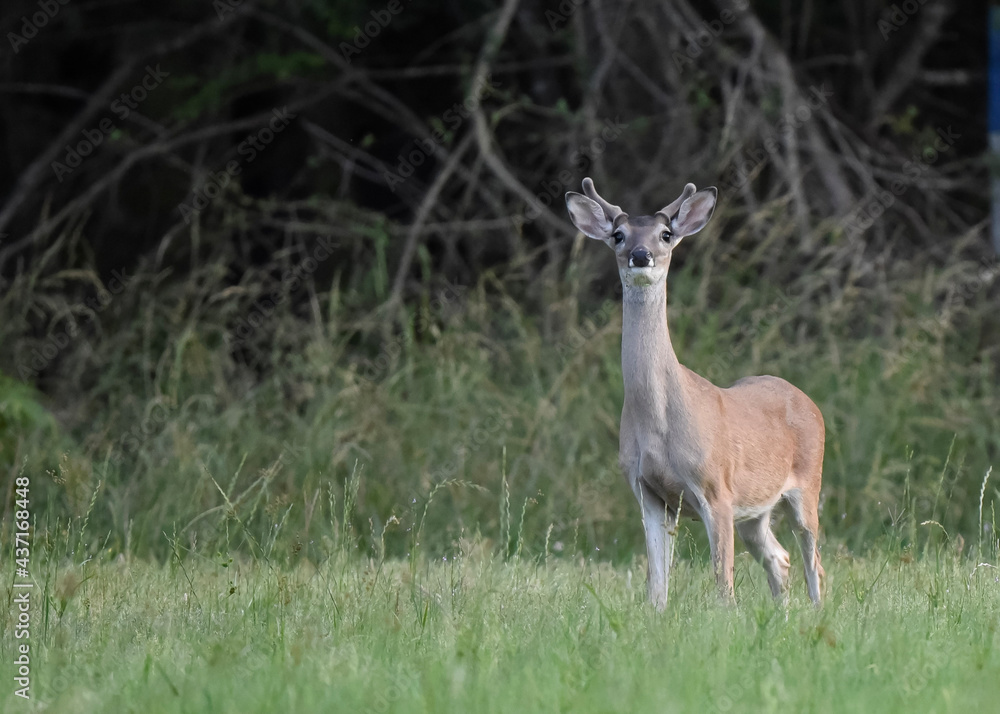 deer in the grass