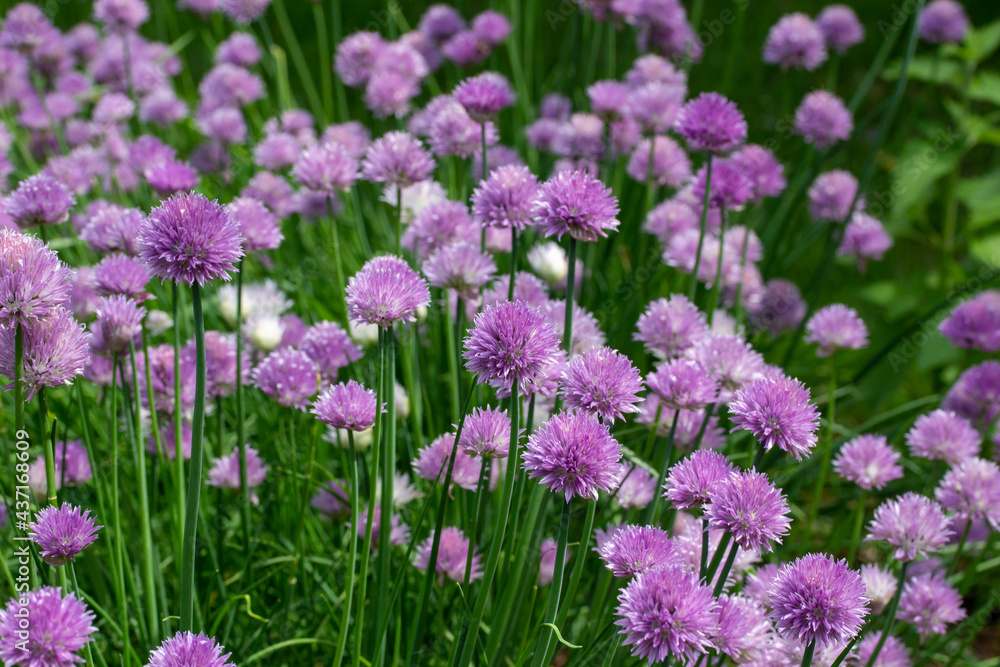 Full frame texture background view of a field of fresh blooming chive flowers (allium schoenoprasum) with purple and pink blossoms and edible green leaves Full frame texture background view of a field of fresh blooming chive flowers (allium schoenoprasum) with purple and pink blossoms and edible green leaves