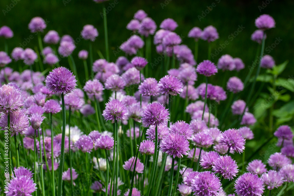 Full frame texture background view of a field of fresh blooming chive flowers (allium schoenoprasum) with purple and pink blossoms and edible green leaves Full frame texture background view of a field of fresh blooming chive flowers (allium schoenoprasum) with purple and pink blossoms and edible green leaves