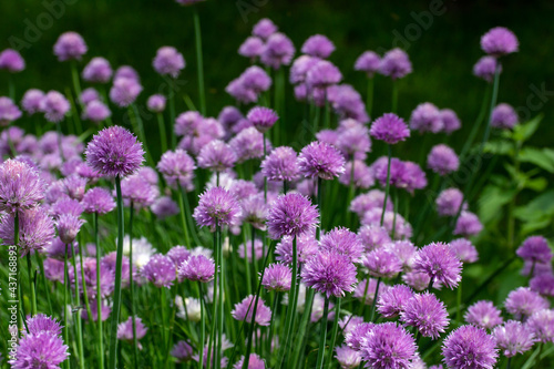 Full frame texture background view of a field of fresh blooming chive flowers (allium schoenoprasum) with purple and pink blossoms and edible green leaves