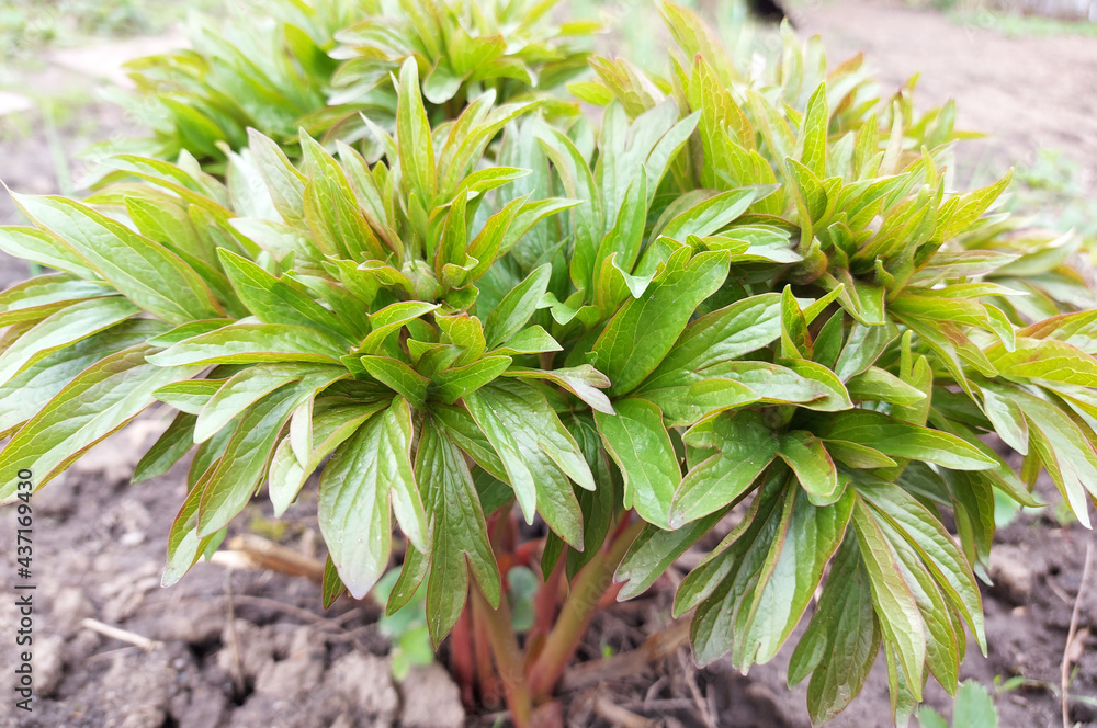 peony grows in the garden in spring. small buds, plants. gardening. sunny day. green leaves. peony grows in the garden in spring. small buds, plants. gardening. sunny day. green leaves.