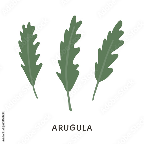 Branch and stem of fresh arugula in colored flat style. Hand drawn Green organic edible rucola rocket herb vector illustration. Natural greenery leaves for salad isolated on white. Iron rich foods.