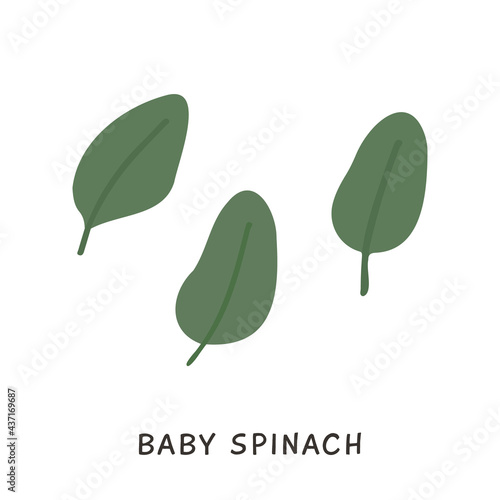 Baby Spinach fresh raw leaves isolated on white background. Healthy diet, vegetarian food. Green salad plant in flat style. Hand drawn element for cooking design. Vector illustration.