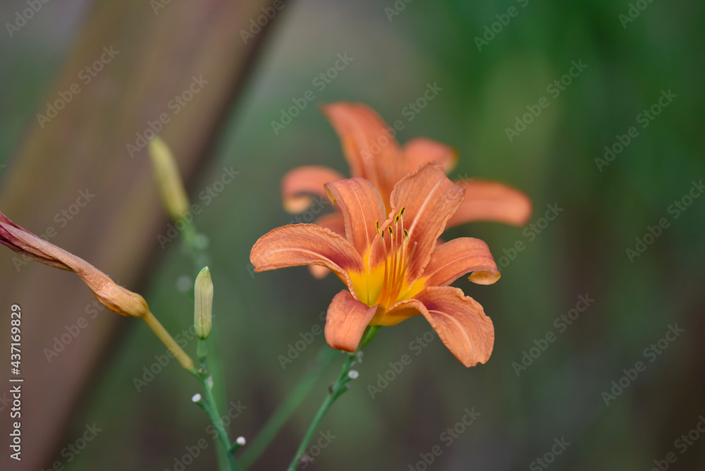 Obraz premium orange lily flower