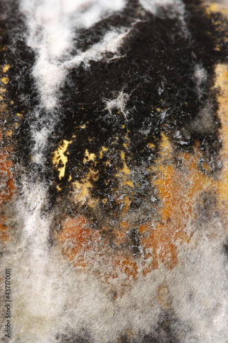 Close-up of rot and mold © Svetlana Lukienko