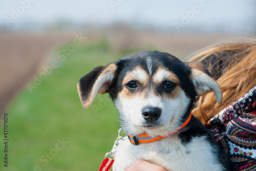 portrait of a black-white puppy. woman holding the dog in her arms. Portrait of a black and white puppy close-up. Charming dog posing. the concepts of friendship, veterinary medicine. domestic animal.