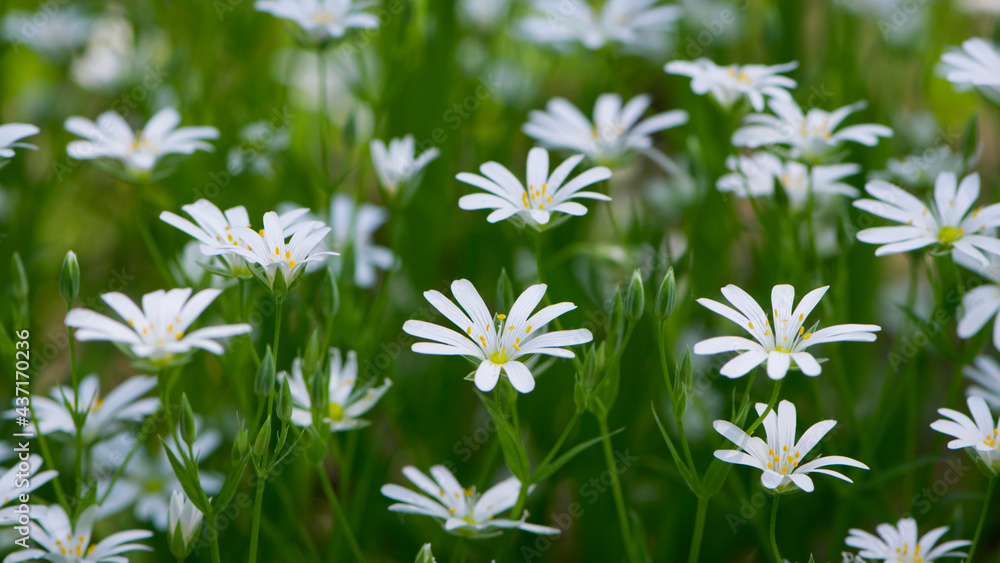 Stellaria holostea. delicate forest flowers of the chickweed, Stellaria holostea or Echte Sternmiere. floral background. white flowers on a natural green background. close-up Stellaria holostea. delicate forest flowers of the chickweed, Stellaria holostea or Echte Sternmiere. floral background. white flowers on a natural green background. close-up