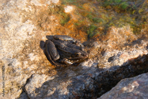 frog or toad sitting on a stone