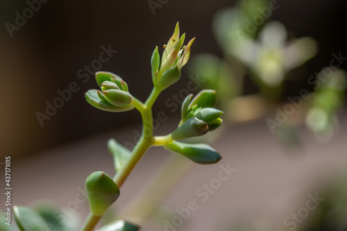 Macro abstract view of a tiny flower blossom on a graptoveria succulent houseplant with defocused background