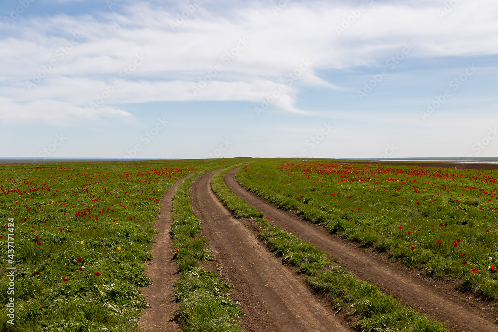 Steppe dirt road through a field of blooming wild tulips in Kalmykia