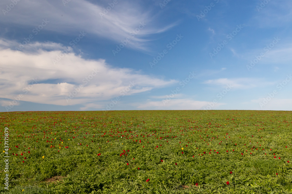Many wild red tulips in green spring steppe under the blue sky in Kalmykia