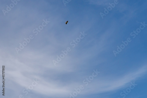 A small bird in blue sky with white clouds
