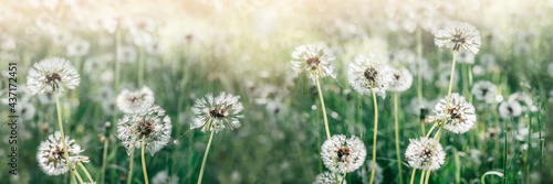 Summer banner with blooming white dandelion flowers on a green summer meadow