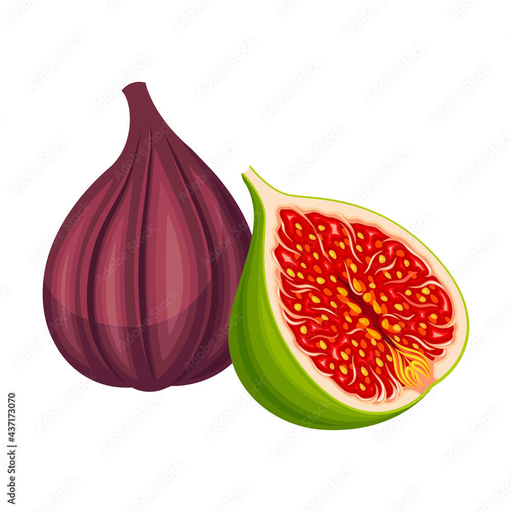 Mature Common Fig or Ficus Plant Syconium Fruit with Numerous Seeds and Purple Skin Vector Illustration