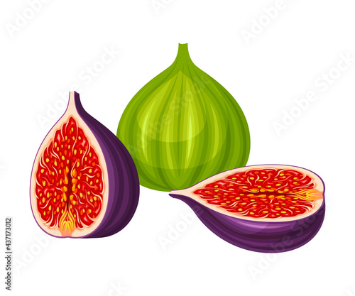 Mature Common Fig or Ficus Plant Syconium Fruit with Numerous Seeds and Purple Skin Vector Illustration