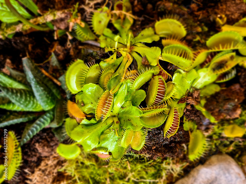 Details with Venus flytraps (Dionaea muscipula) carnivorous plants.