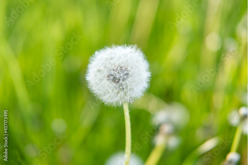 close-up of Taraxacum officinale  dandelion  puff ball against green background