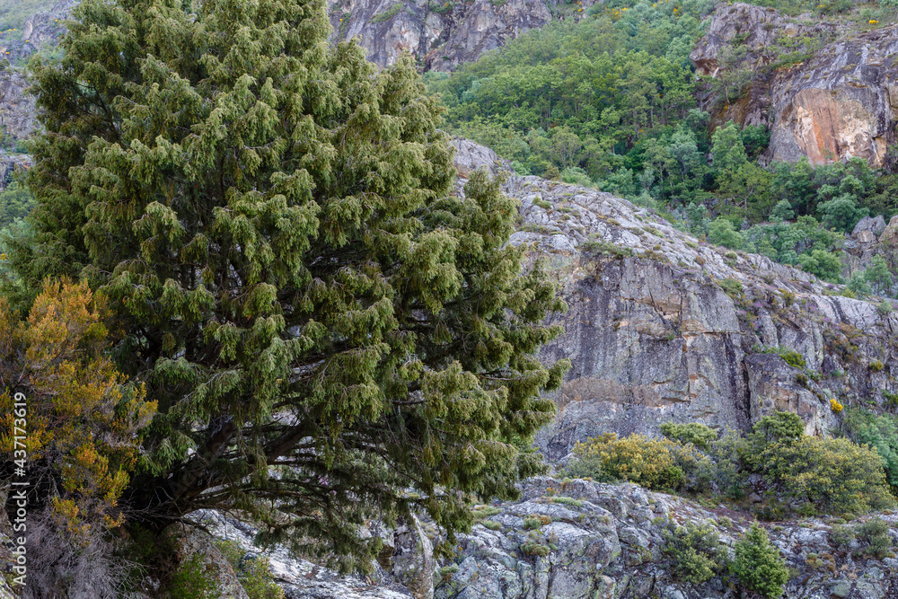 Juniperus communis. Common Juniper. Small tree in a mountain area.