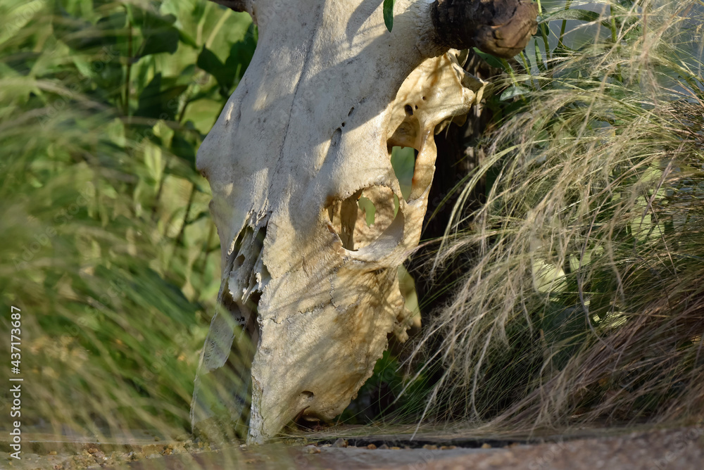 cow skull and mexican grass close up