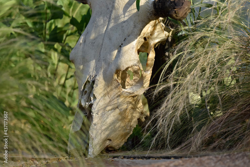 cow skull and mexican grass close up
