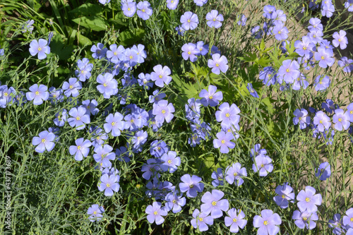 flax, for creating background and texture 