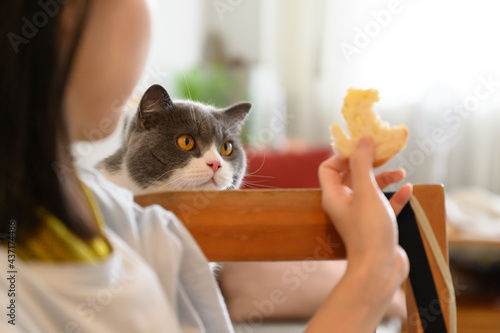 Canvas Print British shorthair cat attracted by bread