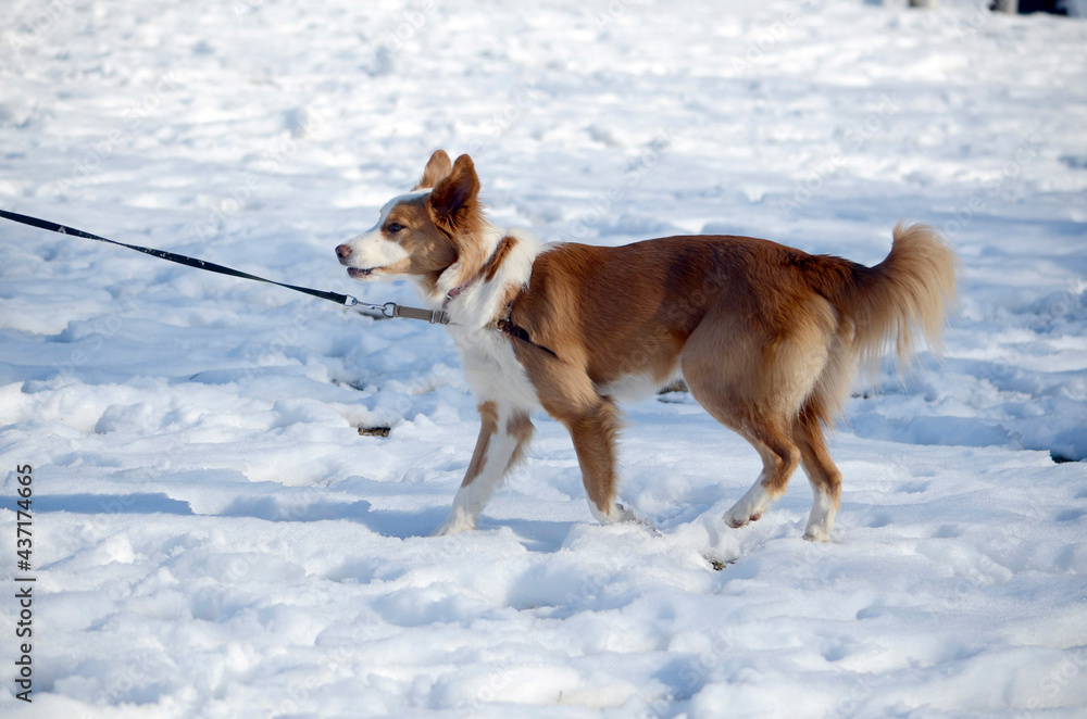 Fototapeta premium 雪原の犬