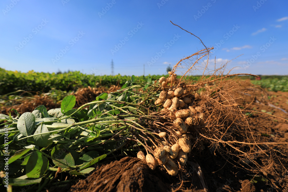 Drying peanuts in the field